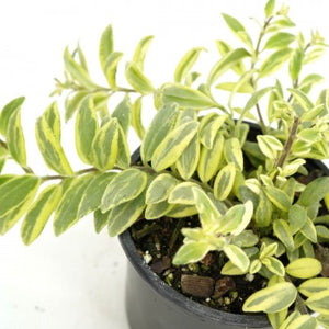 4" Aeschynanthus Bolero Bicolore