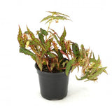4" Begonia Amphioxus