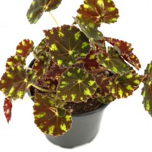 4" Begonia Tiger Paws