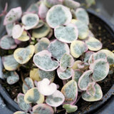 4" Variegated String of Hearts