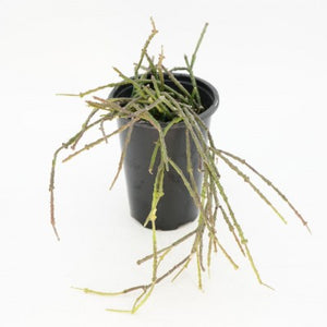 4" Cynanchum Marnierianum