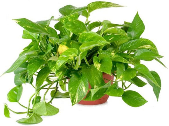 6” Golden Pothos