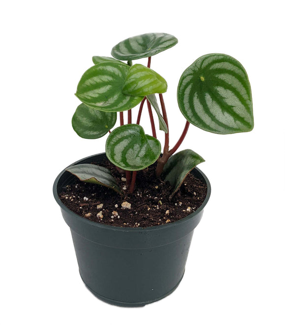 6” Peperomia Watermelon