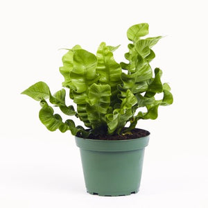4" Birds Nest Fern Crispy Wave