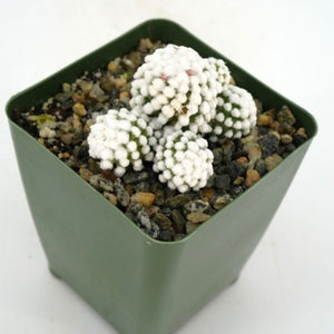 4" Thimble Cactus