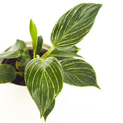 4" Philodendron Birkin