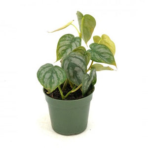 4" Silver Leaf Philodendron