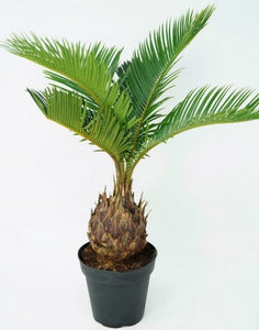 4" Sago Palm