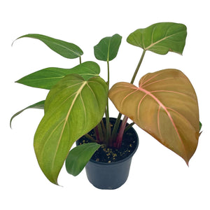 4" Philodendron Summer Glory